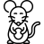 rat_2818022